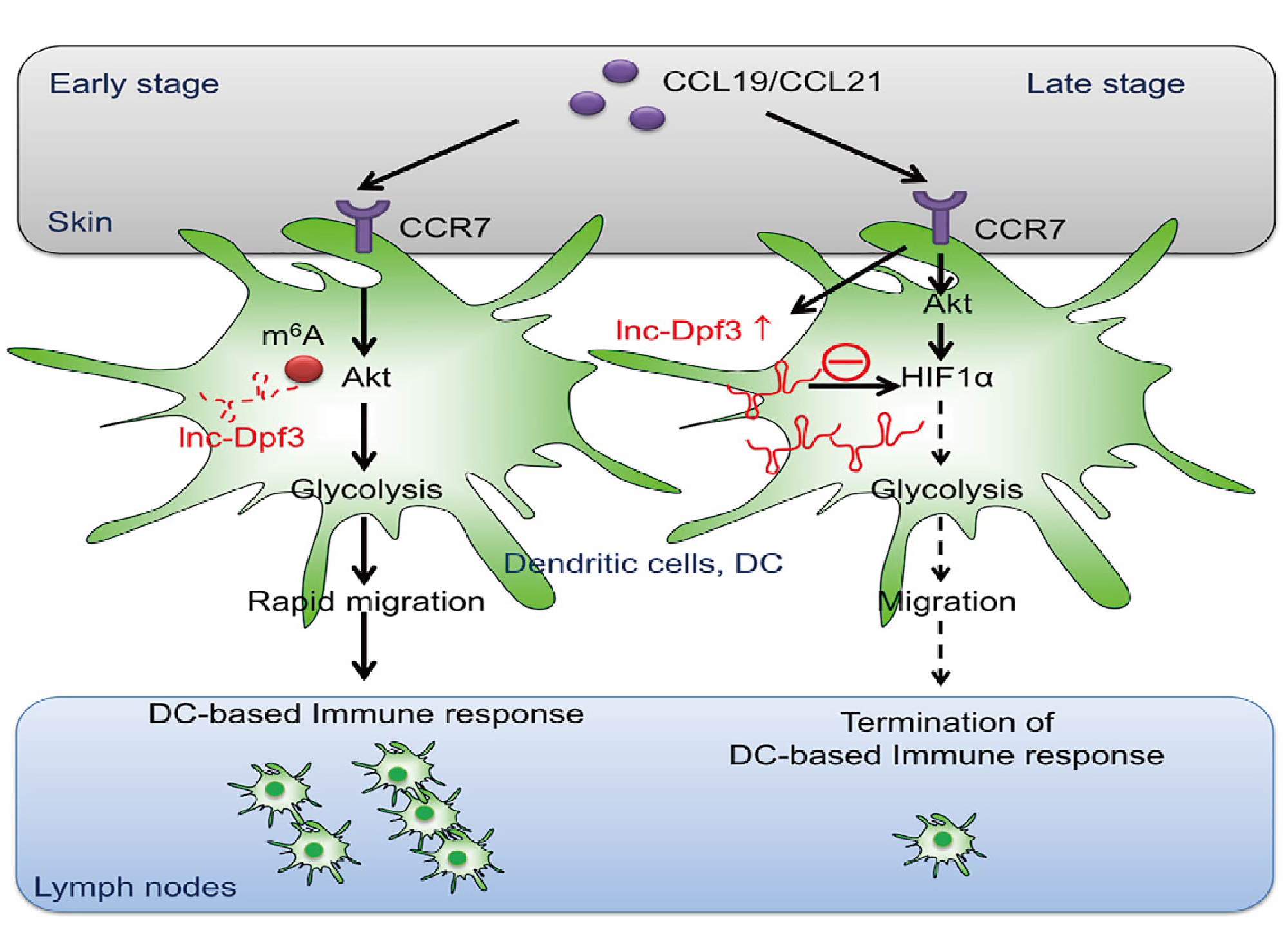 Immunity |  lnc-Dpf3抑制CCR7介导的树突状细胞迁移_肿瘤细胞_氨基酸代谢_非靶向代谢_脂质_多组学代谢流检测分析_脂肪酸定量_肠道微生物菌群检测-麦特绘谱