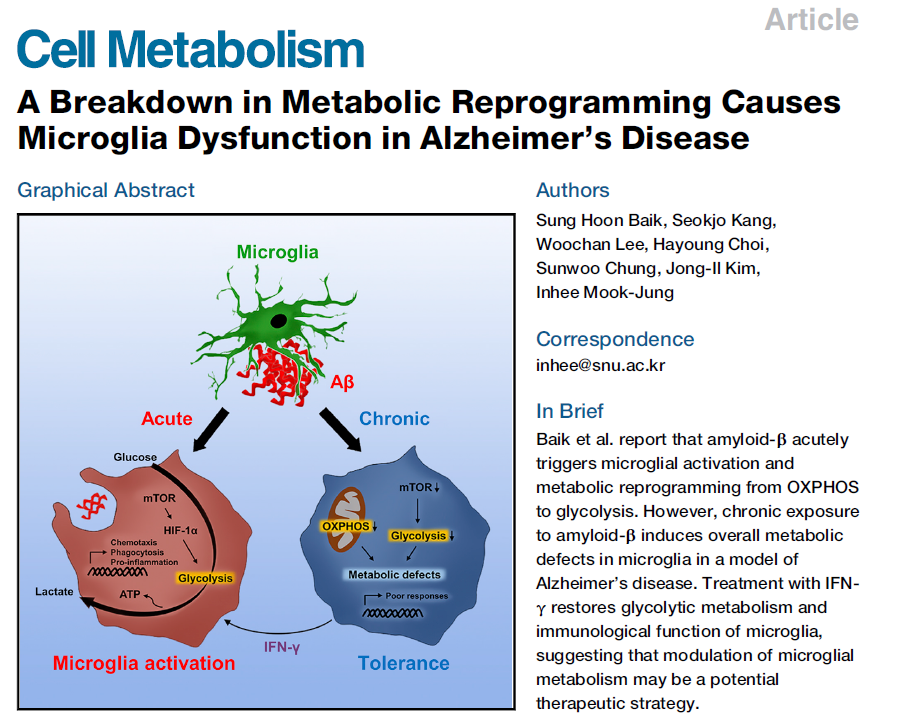 Cell Metabolism｜一种新的阿尔茨海默症治疗策略？ 肿瘤细胞 氨基酸