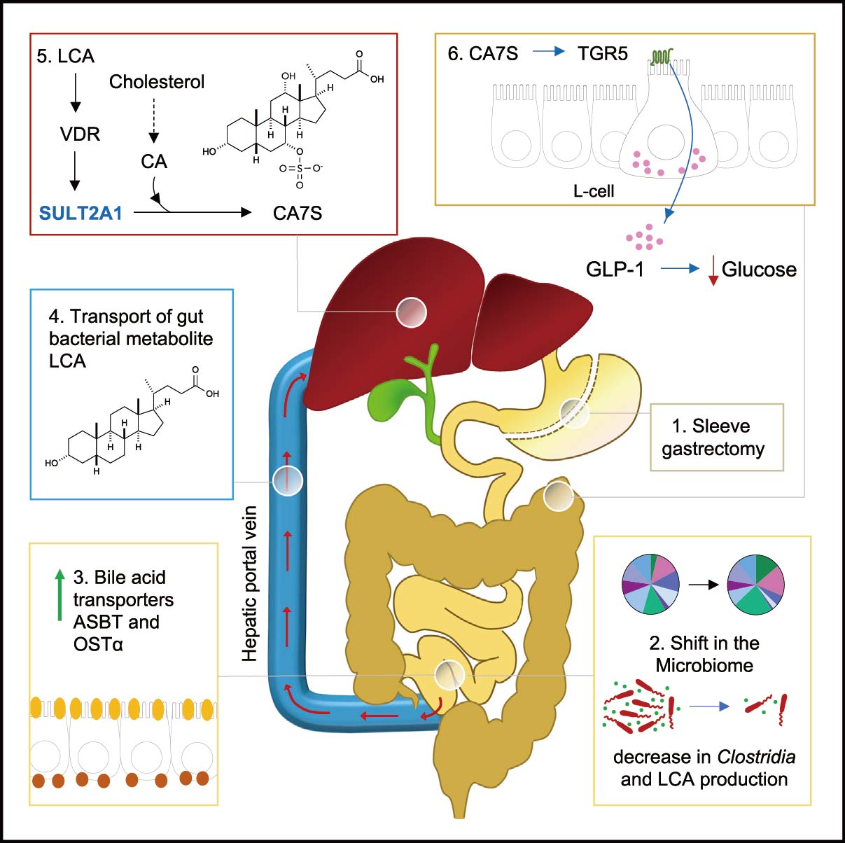 胆汁酸受体TGR5介导的糖脂代谢在非酒精性脂肪性肝病中的作用