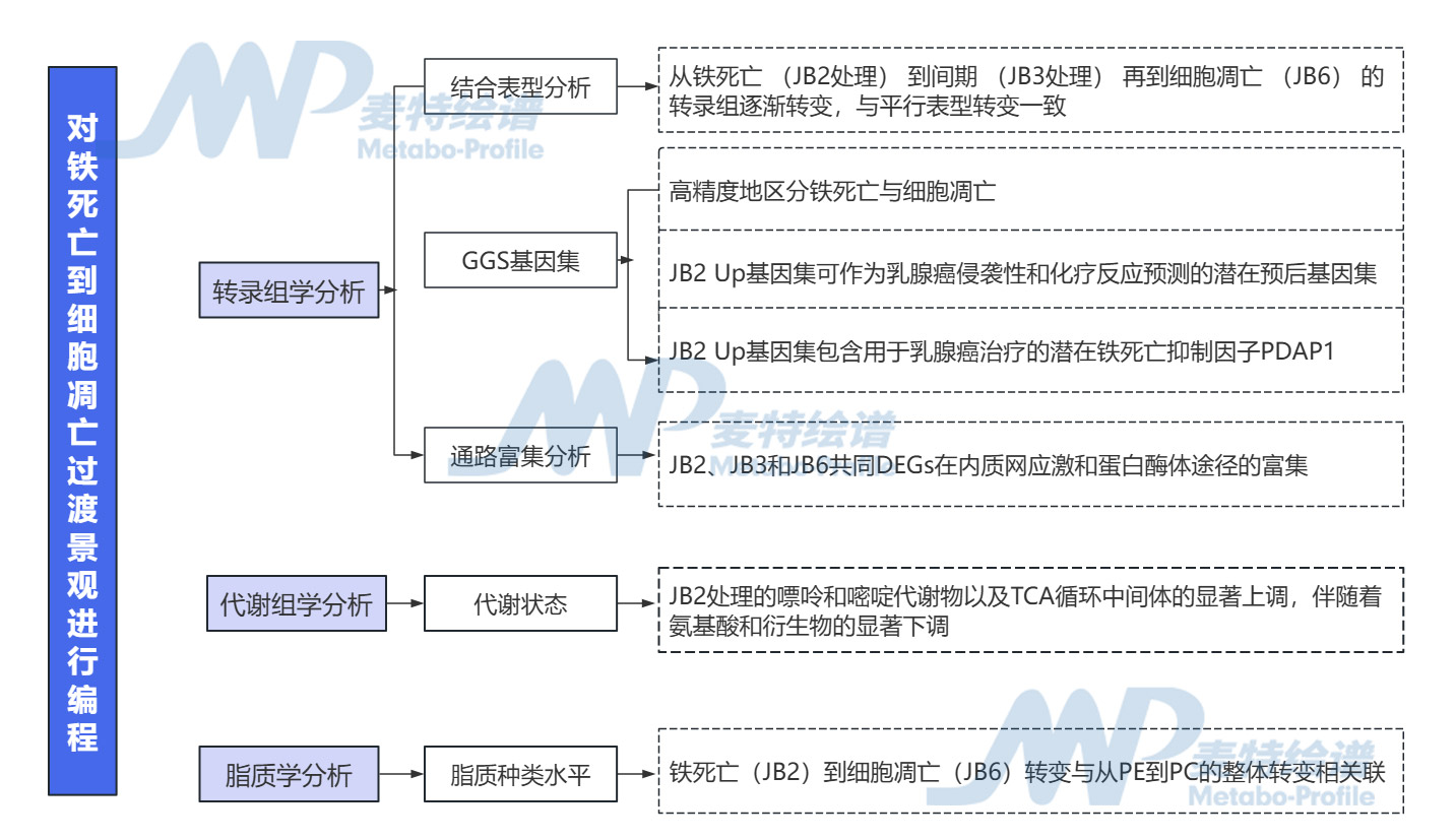 Adv Sci | 破译抗癌密码：从铁死亡到细胞凋亡的连续表型变化与分子机制_肿瘤细胞_氨基酸代谢_非靶向代谢_脂质_多组学代谢流检测分析 _脂肪酸定量_肠道微生物菌群检测-麦特绘谱