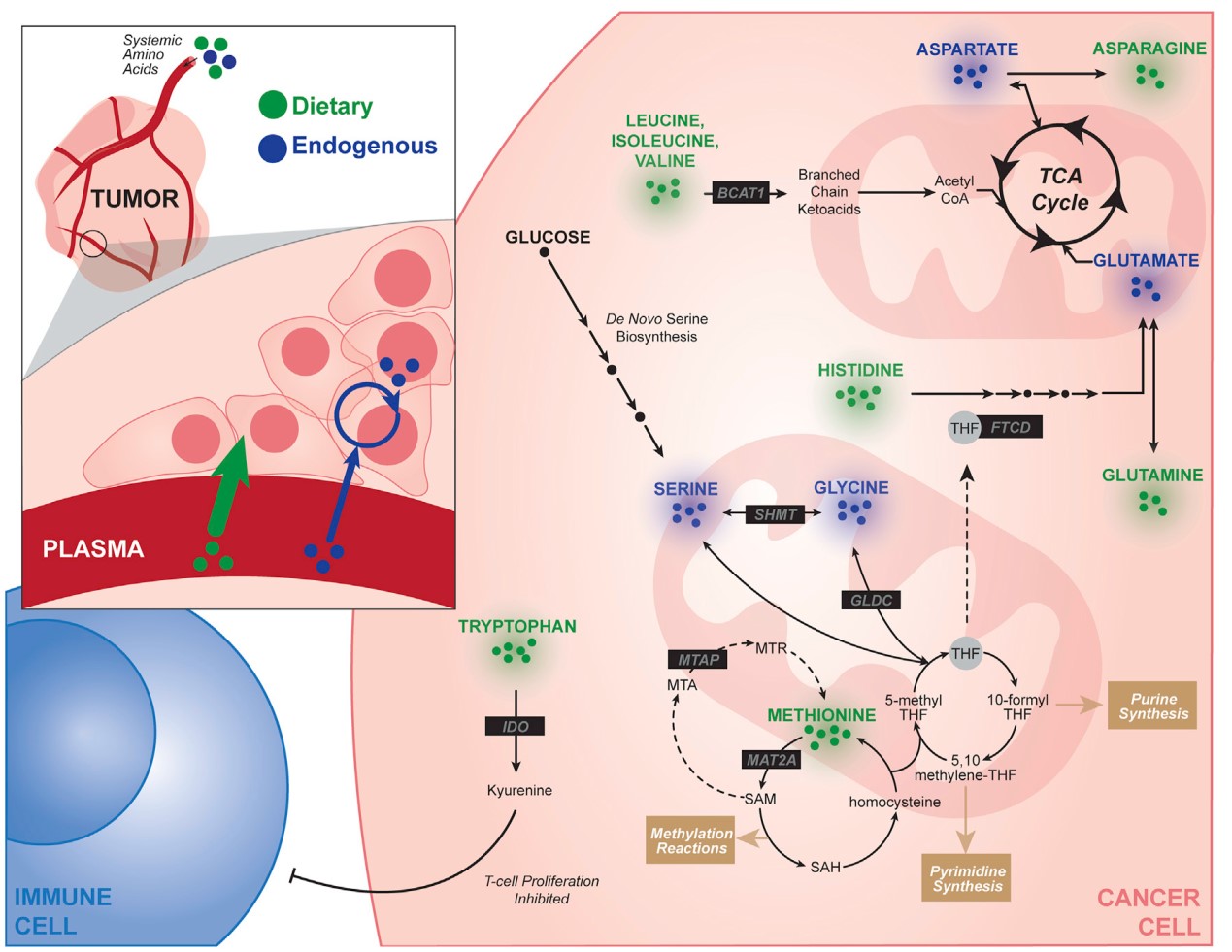 绘谱导读︱6月代谢组学文献精选_肿瘤细胞_氨基酸代谢_非靶向代谢_脂质_多组学代谢流检测分析_脂肪酸定量_肠道微生物菌群检测-麦特绘谱