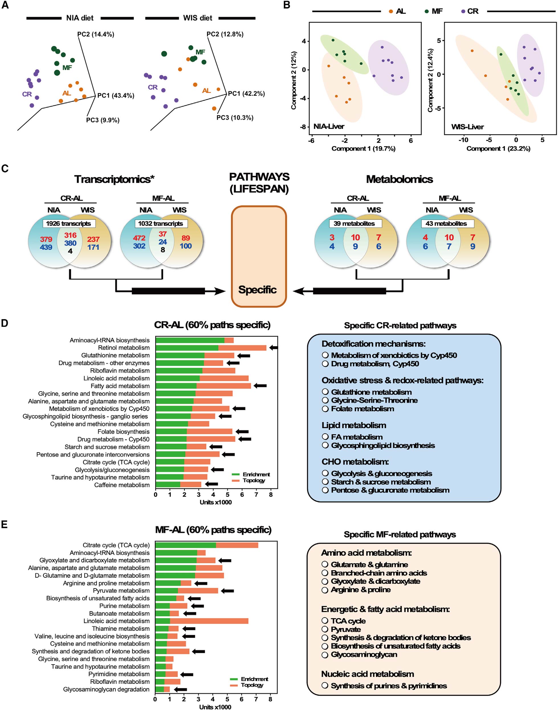 Cell Metabolism | 代谢顶刊揭示轻断食促进长寿机制_肿瘤细胞_氨基酸代谢_非靶向代谢_脂质_多组学代谢流检测分析_脂肪酸定量 ...