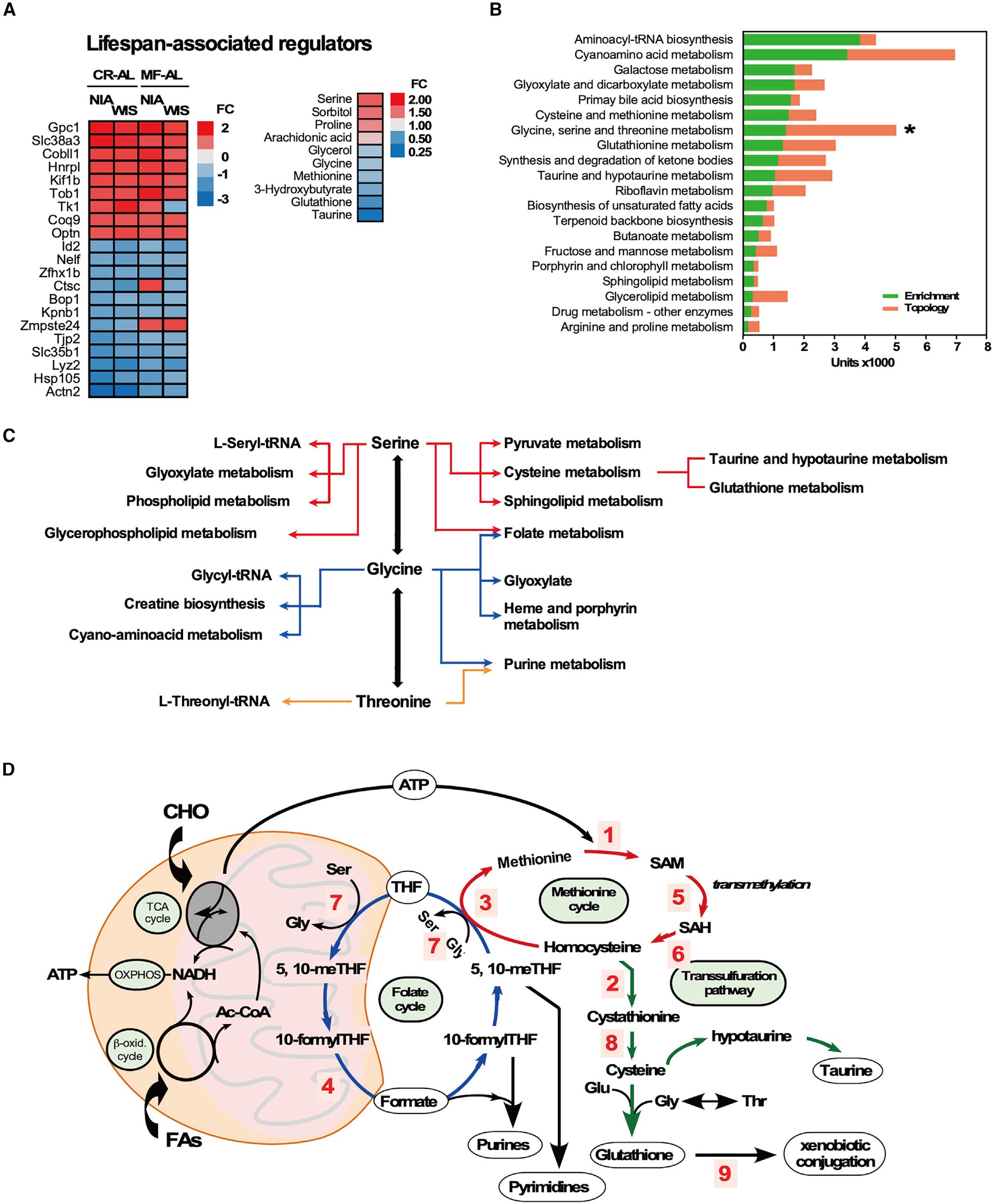 Cell Metabolism | 代谢顶刊揭示轻断食促进长寿机制_肿瘤细胞_氨基酸代谢_非靶向代谢_脂质_多组学代谢流检测分析_脂肪酸定量 ...