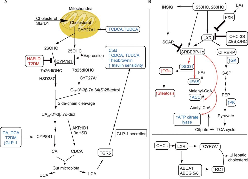 Protein&Cell | 胆汁酸替代合成途径与代谢性疾病_肿瘤细胞_氨基酸代谢_非靶向代谢_脂质_多组学代谢流检测分析_脂肪酸定量_肠道微 ...