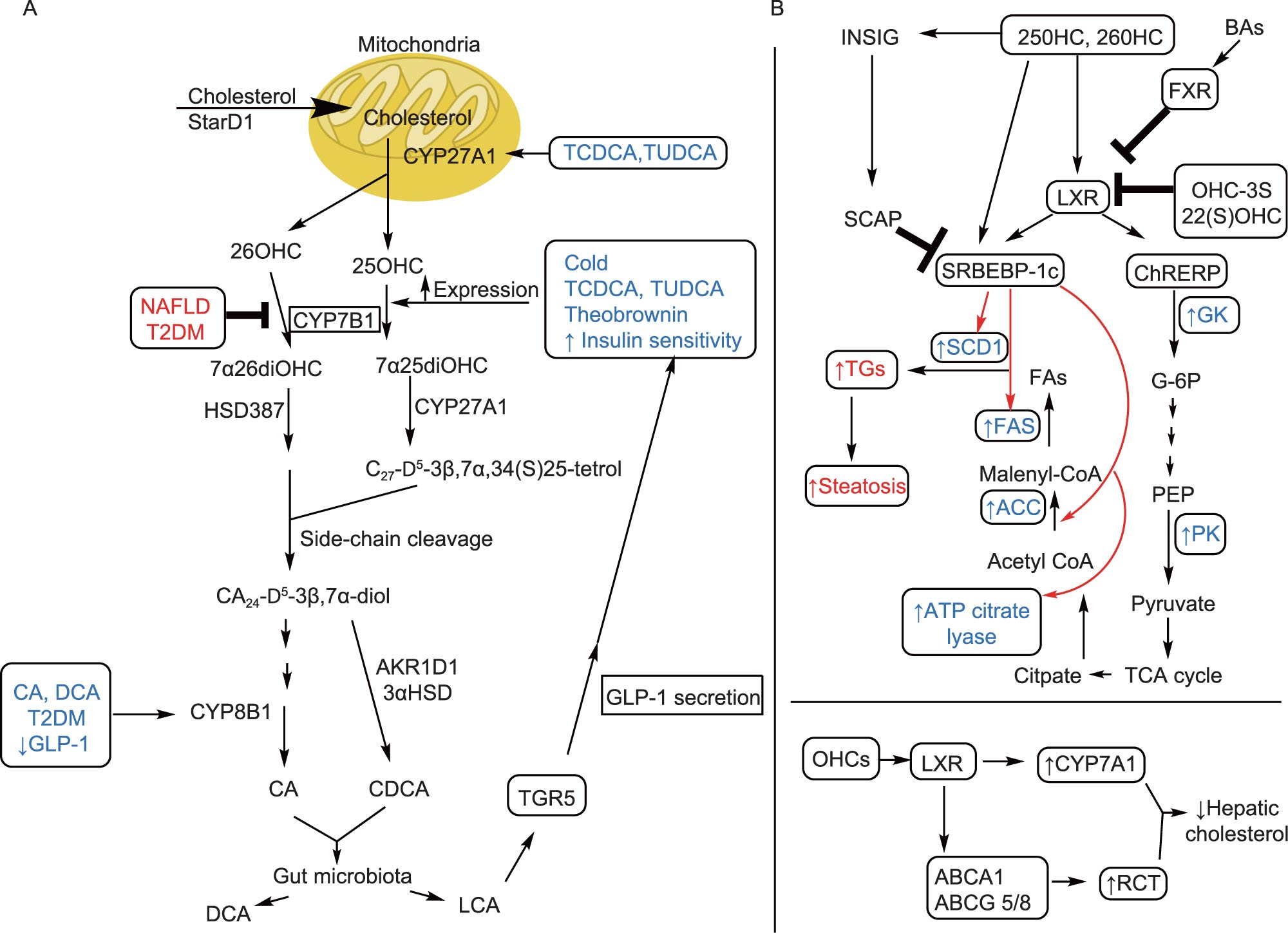 Protein&Cell | 胆汁酸替代合成途径与代谢性疾病_肿瘤细胞_氨基酸代谢_非靶向代谢_脂质_多组学代谢流检测分析_脂肪酸定量_肠道微 ...