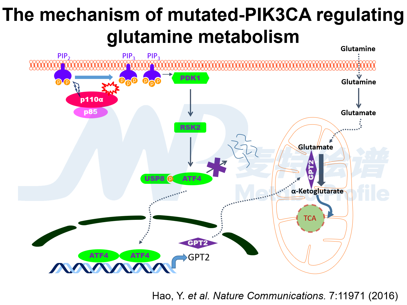 图3_副本_肿瘤细胞_氨基酸代谢_非靶向代谢_脂质_多组学代谢流检测分析_脂肪酸定量_肠道微生物菌群检测-麦特绘谱