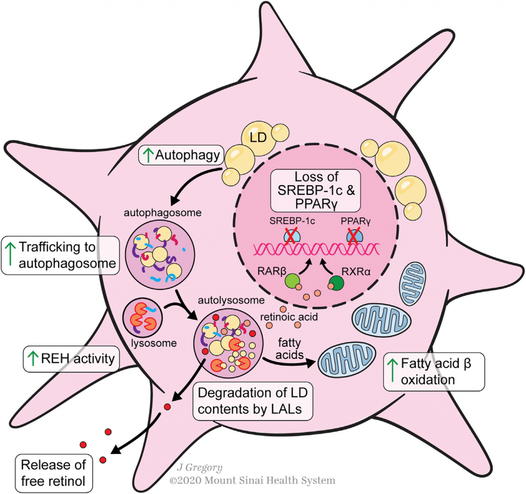 Cell Metabolism 综述 | 肝星状细胞的可塑性代谢调节能力_肿瘤细胞_氨基酸代谢_非靶向代谢_脂质_多组学代谢流检测分析_脂肪酸 ...