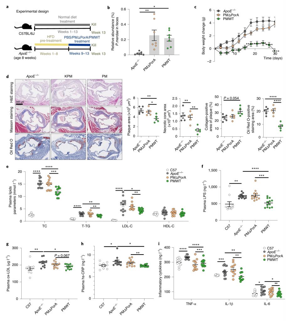 Nature Metabolism | 肠道粪副拟杆菌增强BCAAs分解代谢预防心血管损伤_肿瘤细胞_氨基酸代谢_非靶向代谢_脂质_多组学代谢 ...