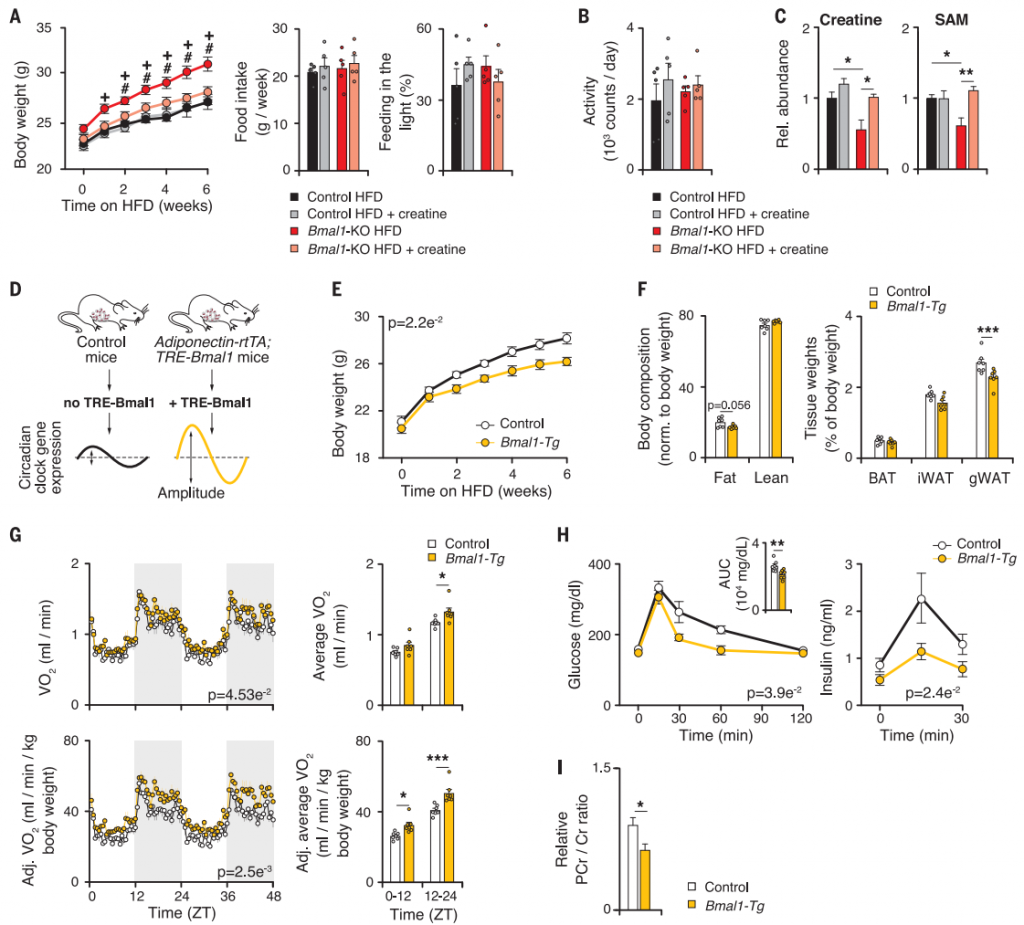 Science | 不节食不运动科学减肥Tips-限时进食法_肿瘤细胞_氨基酸代谢_非靶向代谢_脂质_多组学代谢流检测分析_脂肪酸定量_肠道微 ...