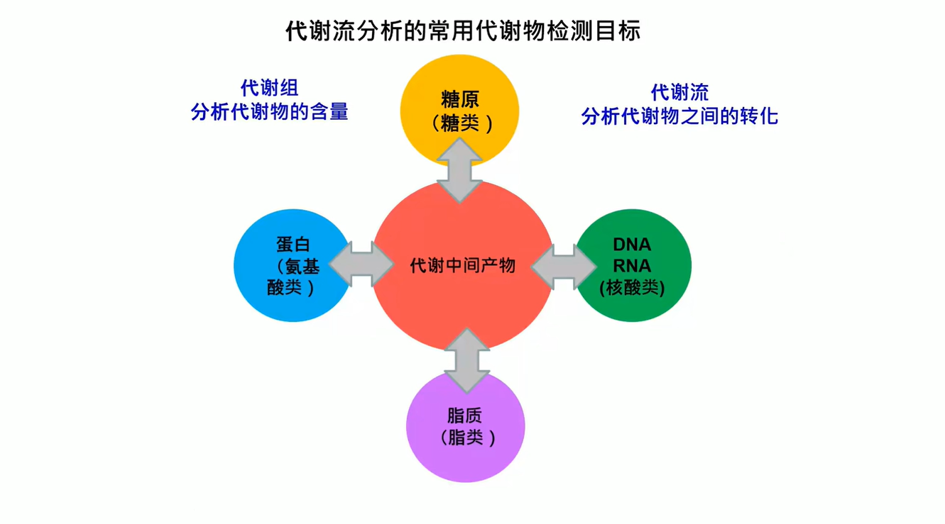 代谢流1_肿瘤细胞_氨基酸代谢_非靶向代谢_脂质_多组学代谢流检测分析_脂肪酸定量_肠道微生物菌群检测-麦特绘谱