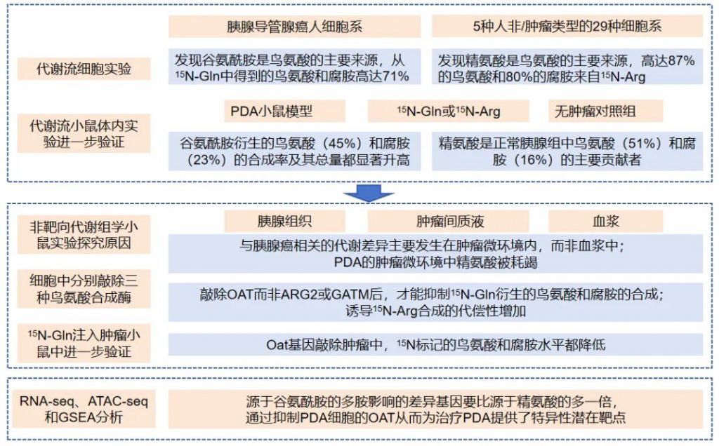 CNS争相报道能延寿50%还能治疗肿瘤的新明星:多胺的前世今生最全梳理!_肿瘤细胞_氨基酸代谢_非靶向代谢_脂质_多组学代谢流检测分析_脂肪酸 ...