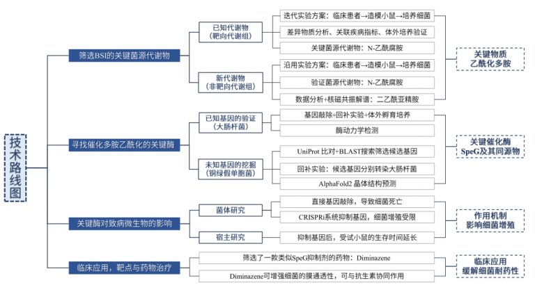 Cell | 多胺代谢有助改善抗生素耐药!菌群衍生代谢物研究为应对细菌感染提供新思路_肿瘤细胞_氨基酸代谢_非靶向代谢_脂质_多组学代谢流检测 ...