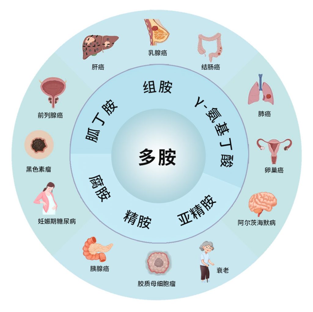 多胺_肿瘤细胞_氨基酸代谢_非靶向代谢_脂质_多组学代谢流检测分析_脂肪酸定量_肠道微生物菌群检测-麦特绘谱