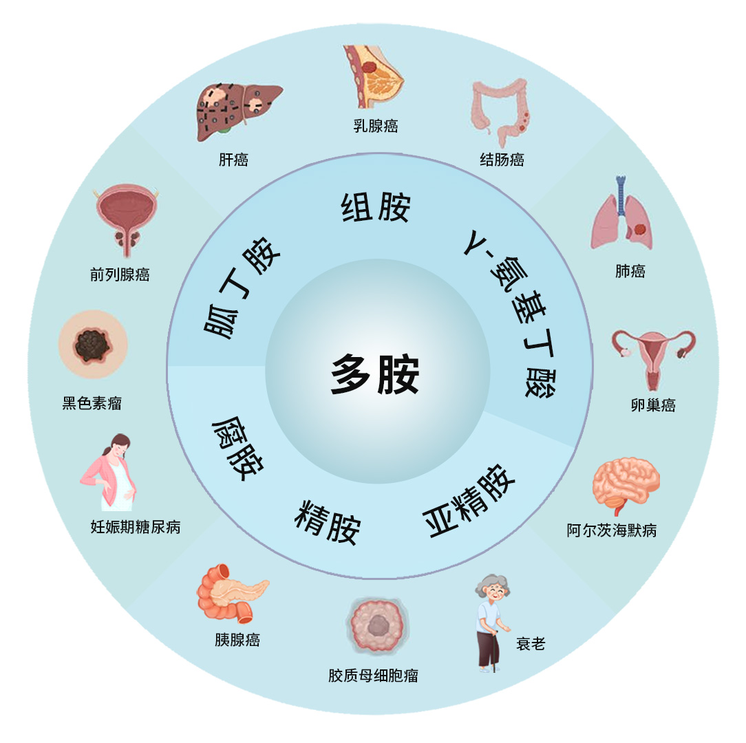 多胺_肿瘤细胞_氨基酸代谢_非靶向代谢_脂质_多组学代谢流检测分析_脂肪酸定量_肠道微生物菌群检测-麦特绘谱